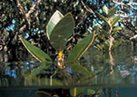 Jawbone Marine Sanctuary - Goulburn Accommodation 0