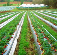 Kookaberry Strawberry Farm - Goulburn Accommodation