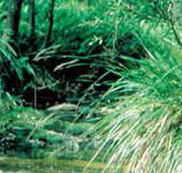 Lerderderg State Park - Goulburn Accommodation