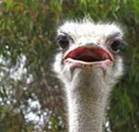 The Vault - Hastings Ostrich Farms  Crown Exotic Leather - Goulburn Accommodation