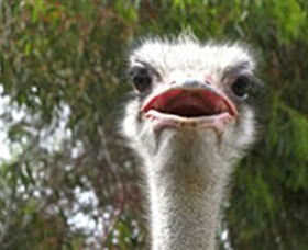 The Vault - Hastings Ostrich Farms & Crown Exotic Leather - Goulburn Accommodation 0