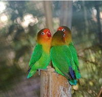 Ballarat Bird World - Goulburn Accommodation