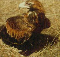 Long Forest Nature Conservation Reserve - Goulburn Accommodation