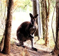 Great Ocean Road Wildlife Park - Goulburn Accommodation