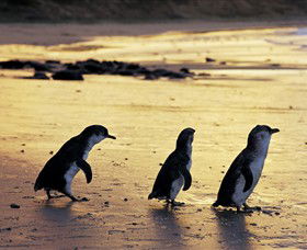 Ventnor VIC Goulburn Accommodation