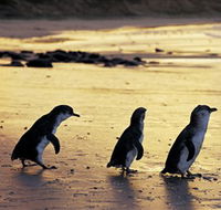 Phillip Island Nature Park - Goulburn Accommodation