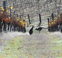 Blue Pyrenees Estate - Goulburn Accommodation