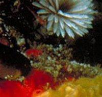 Point Cooke Marine Sanctuary - Goulburn Accommodation