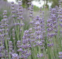 Warratina Lavender Farm - Goulburn Accommodation