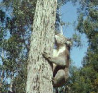 Creswick Regional Park - Goulburn Accommodation