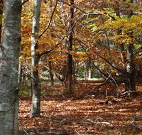 RJ Hamer Arboretum - Goulburn Accommodation