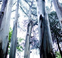 Dandenong Ranges National Park - Goulburn Accommodation