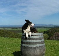 Windy Ridge Vineyard and Winery - Goulburn Accommodation