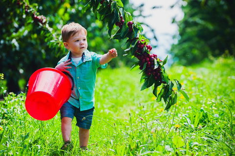 Cherryhill Orchards - Goulburn Accommodation 2