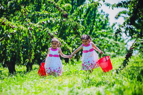 Cherryhill Orchards - Goulburn Accommodation 6