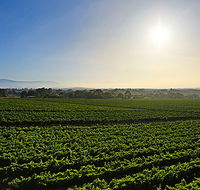 GREENSTONE VINEYARDS - Goulburn Accommodation