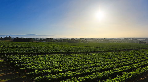GREENSTONE VINEYARDS - Goulburn Accommodation 0