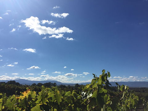 GREENSTONE VINEYARDS - Goulburn Accommodation 5
