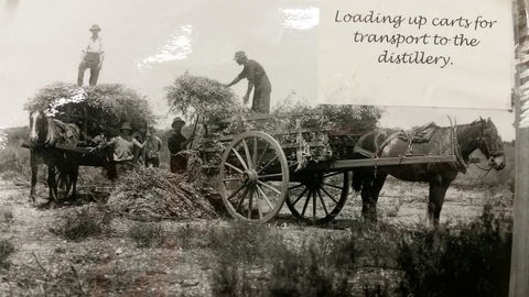 Eucalyptus Distillery Museum - Goulburn Accommodation 4