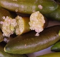 Sandy Creek Olives and Finger Limes - Goulburn Accommodation