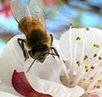 Clayridge Honey - Goulburn Accommodation