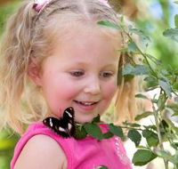 Coffs Harbour Butterfly House - Goulburn Accommodation