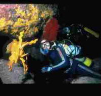 Solitary Islands Marine Park - Goulburn Accommodation