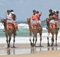 Camel Rides with Coffs Coast Camels - Goulburn Accommodation