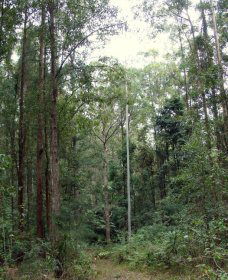 Bongil Bongil National Park - Goulburn Accommodation 0