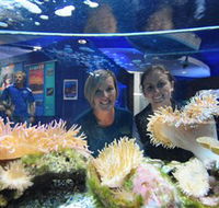 Solitary Islands Aquarium - Goulburn Accommodation