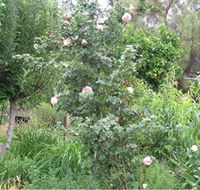 Tombstone Estate Vineyard - Goulburn Accommodation