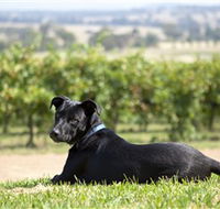 Moothi Estate Vineyard and Cellar Door - Goulburn Accommodation