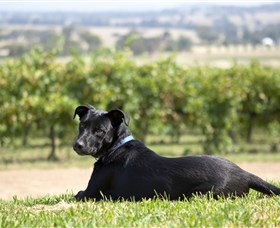 Moothi Estate Vineyard And Cellar Door - Goulburn Accommodation 0
