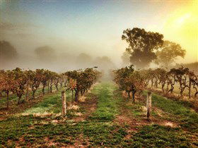 Lambert Estate Wines - Goulburn Accommodation 1