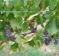 Dinny Goonan Wines - Goulburn Accommodation