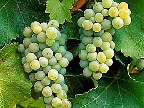 Clover Hill Vineyard - Goulburn Accommodation 0