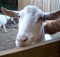 Drysdale Cheeses - Goulburn Accommodation
