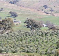 Wymah Organic Olives and Lambs - Goulburn Accommodation