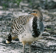 Yongergnow Australian Malleefowl Centre - Goulburn Accommodation