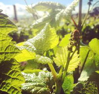 Punt Road Winery - Goulburn Accommodation
