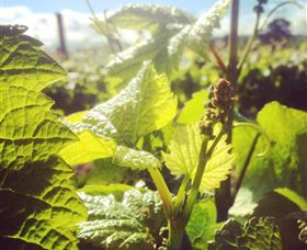 Punt Road Winery - Goulburn Accommodation 0