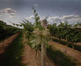 Punt Road Winery - Goulburn Accommodation 7