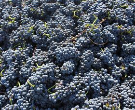 Punt Road Winery - Goulburn Accommodation 6