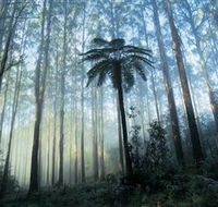 Yarra Ranges National Park - Goulburn Accommodation