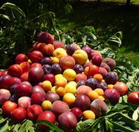 Rayner's Orchard - Goulburn Accommodation
