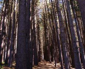 Sugarpine Walk - Goulburn Accommodation 2