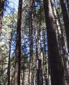 Sugarpine Walk - Goulburn Accommodation 1