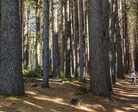 Sugarpine Walk - Goulburn Accommodation 0