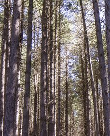 Sugarpine Walk - Goulburn Accommodation 3