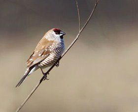 Capertee Valley Bird Trail - Goulburn Accommodation 3